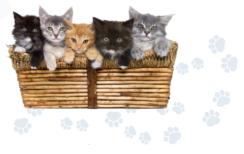 Epoxy gietvloer in kattenpension Zoo Easy Sint-Katelijne-Waver