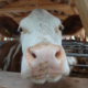 Stallen komen TERRALAVA® AcidBlock toe: waarheid als een koe!