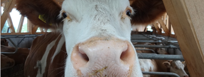 Stallen komen TERRALAVA® AcidBlock toe: waarheid als een koe!